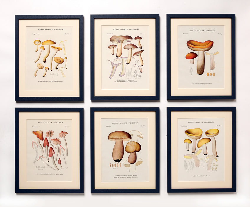 Vintage Mushrooms from 'Icones Selectae Fungorum'