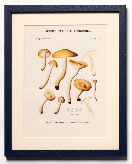 Vintage Mushrooms from 'Icones Selectae Fungorum'