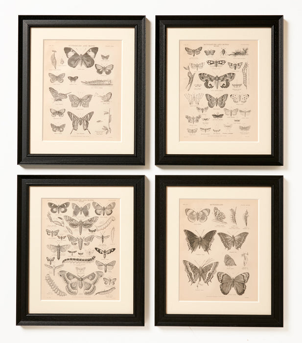 Set of four Butterfly Prints Circa 1860