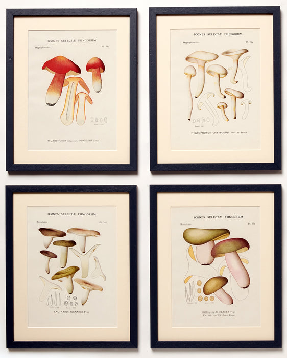 Vintage Mushrooms from 'Icones Selectae Fungorum'