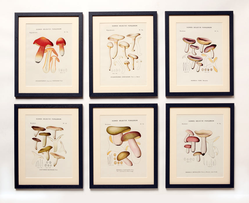 Vintage Mushrooms from 'Icones Selectae Fungorum'