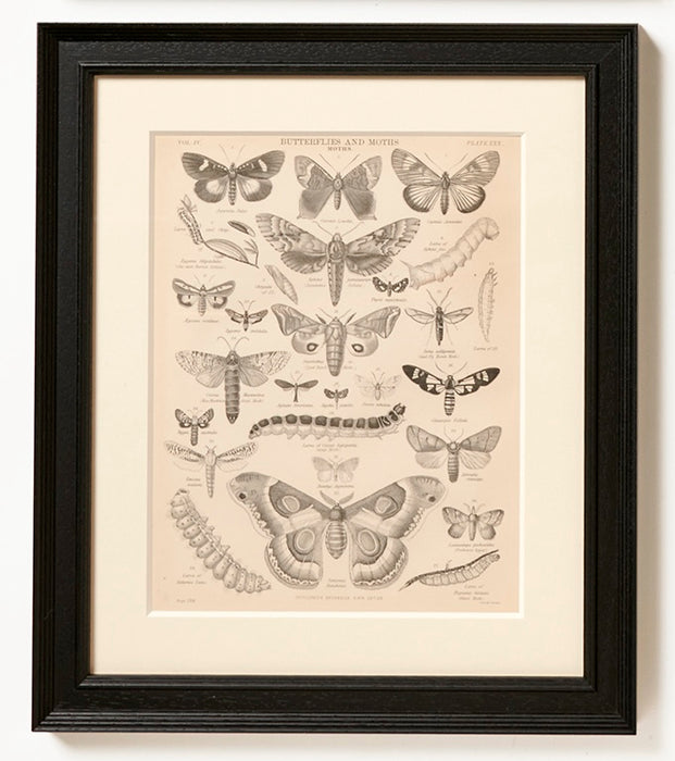 Set of four Butterfly Prints Circa 1860