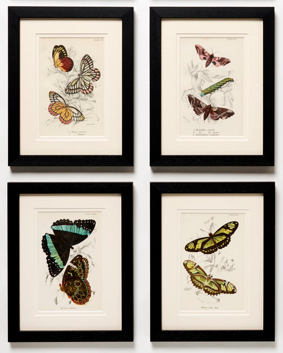 Butterflies dated 1896 from 'The Order Lepidoptera'