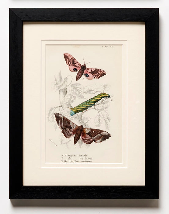 Butterflies dated 1896 from 'The Order Lepidoptera'