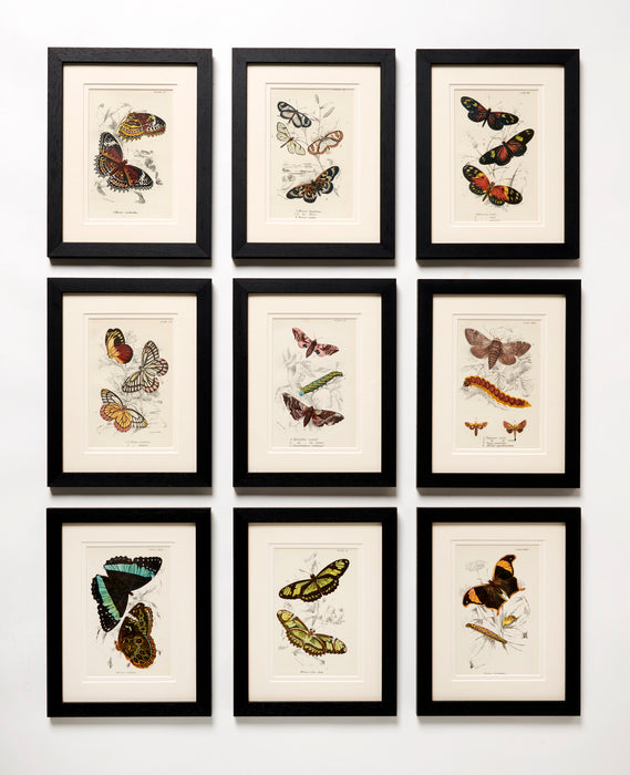 Butterflies dated 1896 from 'The Order Lepidoptera'