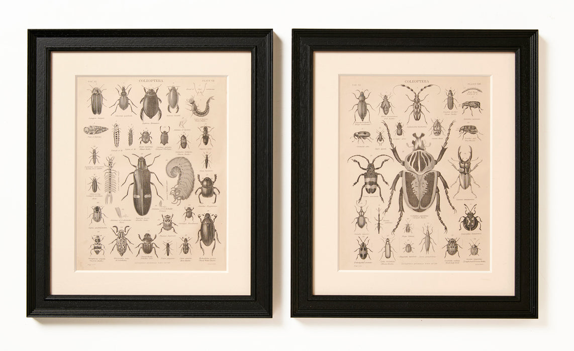 Pair of Beetle Prints Circa 1860