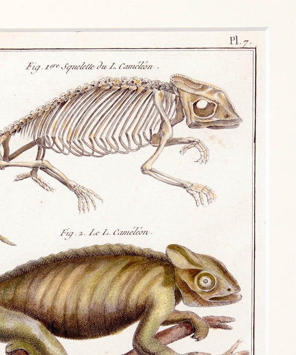 Chameleon dated 1770 by Robert Bernard