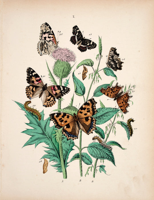 Butterfly print dated 1831 from 'European Butterflies and Moths' by   WF Kirby