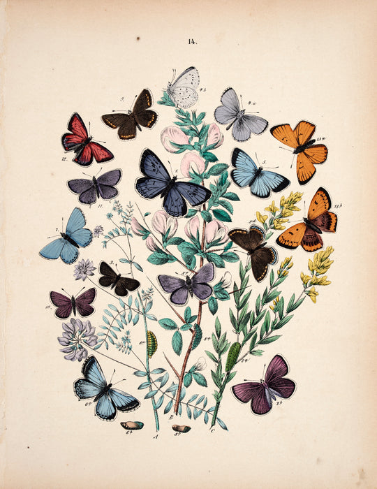 Butterfly print dated 1831 from 'European Butterflies and Moths' by   WF Kirby