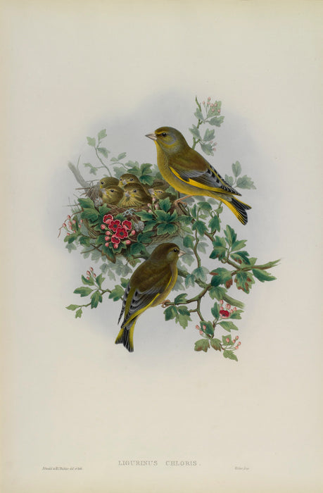 Greenfinch from 'Birds Of Great Britain' by John Gould