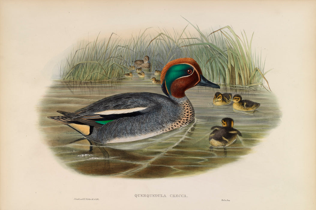 Teal from 'Birds Of Great Britain' by John Gould