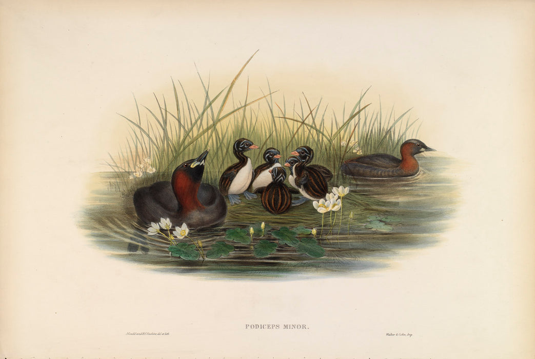 Little Grebe from 'Birds Of Great Britain' by John Gould