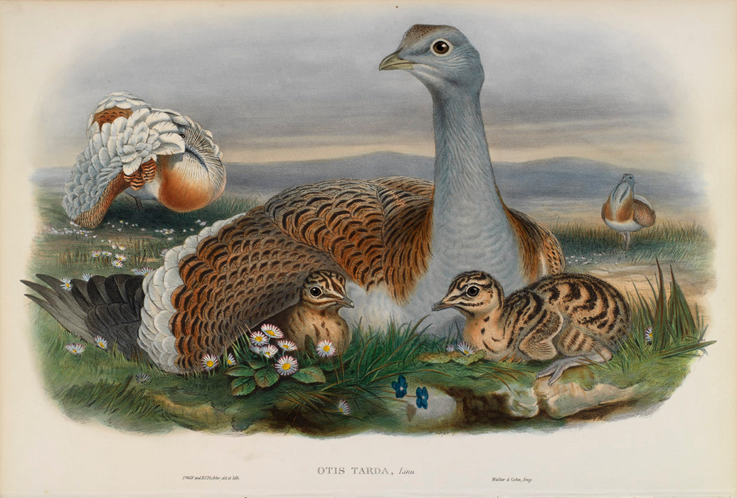 Great Bustard from 'Birds Of Great Britain' by John Gould