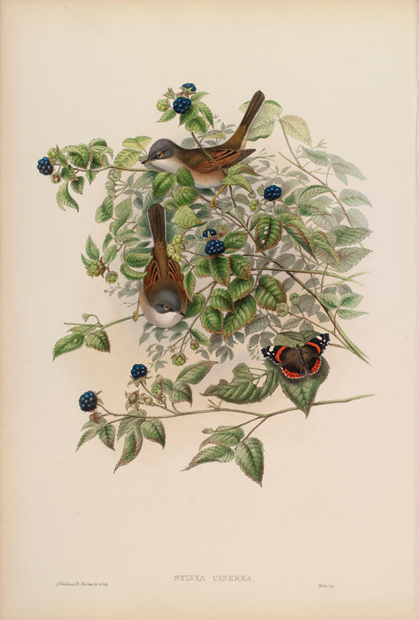 Whitethroat from 'Birds Of Great Britain' by John Gould