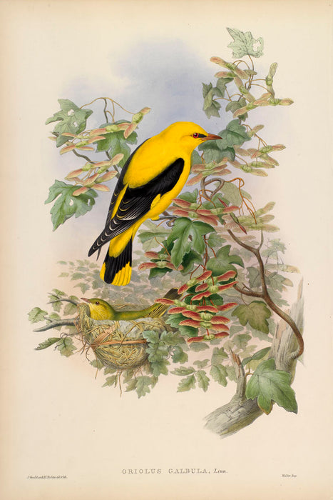 Golden Oriole from 'Birds Of Great Britain' by John Gould