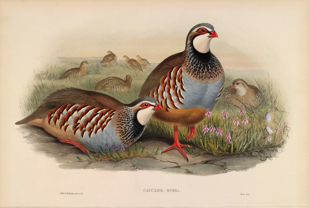 Red-Legged Partridge from 'Birds Of Great Britain' by John Gould