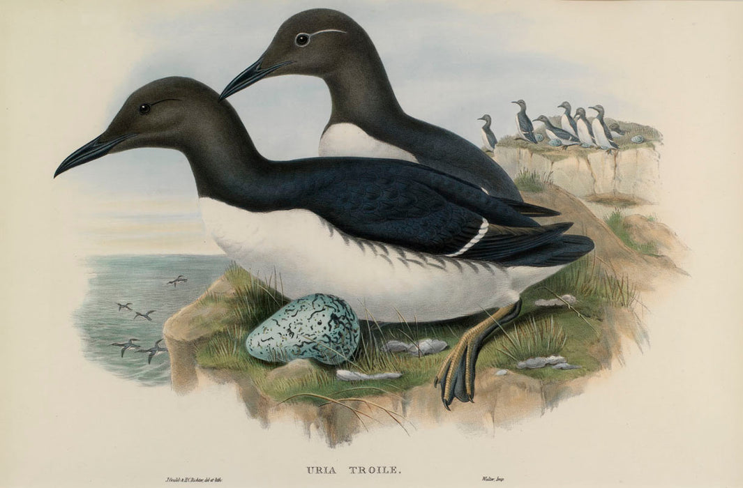 Guillemot 'Birds Of Great Britain' by John Gould