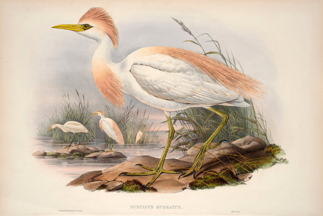 Buff-Backed Heron from 'Birds Of Great Britain' by John Gould